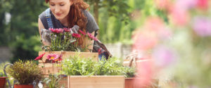 Flower boxes